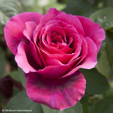 Rosa Charlotte Rampling - Rose ibrida di tea
