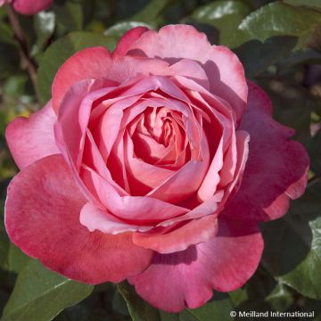 Rosa Drakkar - Rose ibrida di tea