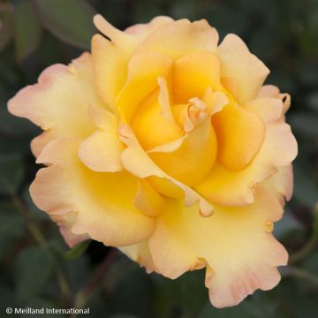 Rosa Eureka - Rose ibrida di tea