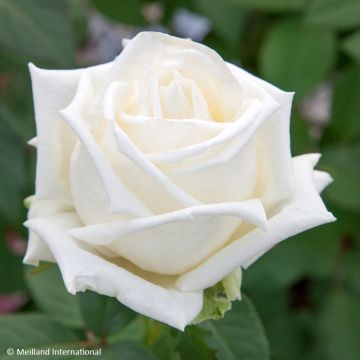 Rosa Metropolitan - Rose ibrida di tea