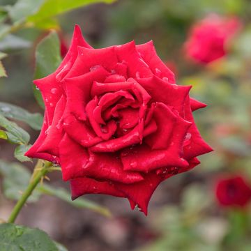 Rosa Mister Lincoln - Rose ibrida di tea