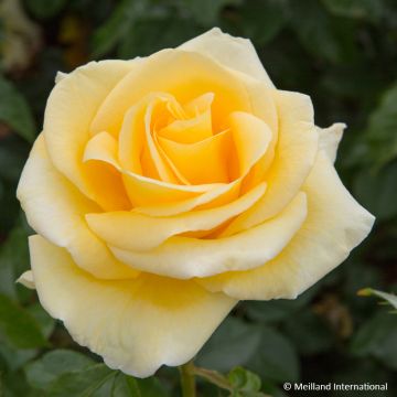 Rosa Raffaello - Rose ibrida di tea