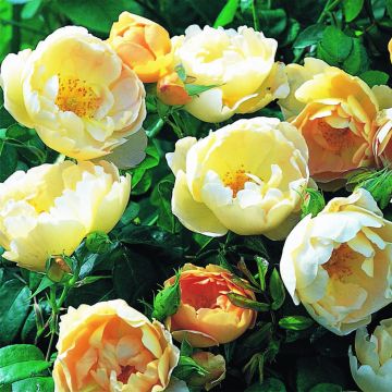Rosa Coniston