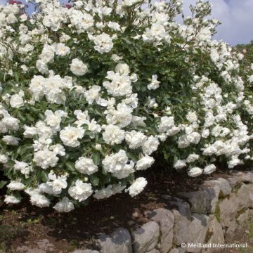Rosa Bianca Meillandecor