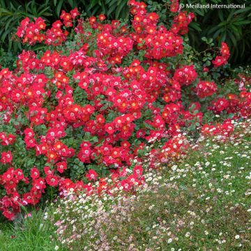 Rosa Candia Meillandecor