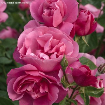 Rosa Deborah Meillandecor