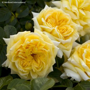 Rosa Nadia Meillandecor