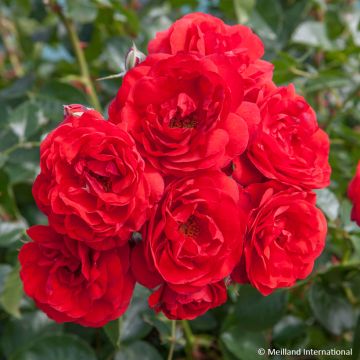 Rosa Scarlet Bonica