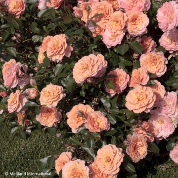 Rosa tappezzante Apricot Drift