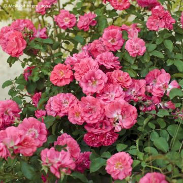 Rosa tappezzante Coral Drift