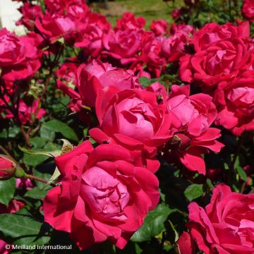 Rosa tappezzante Double Knock Out