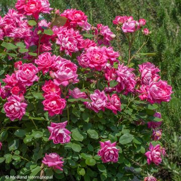 Rosa tappezzante Pink Double Knock Out