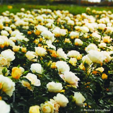 Rosa tappezzante Popcorn Drift