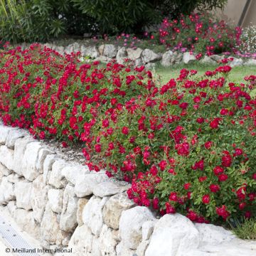 Rosa tappezzante Red Drift