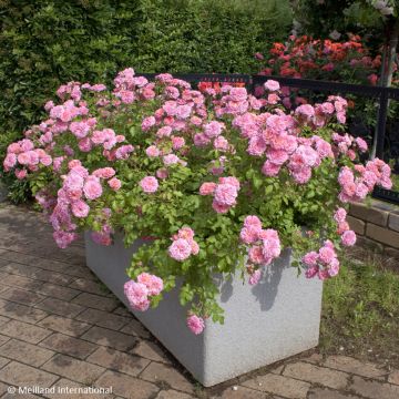 Rosa tappezzante Sweet Drift