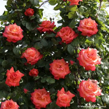 Rosa rampicante Christophe Colomb