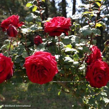 Rosa rampicante Edith Piaf