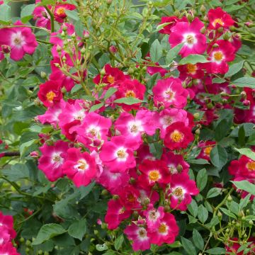 Rosa rampicante Libertas