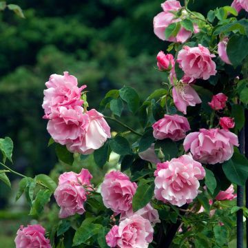 Rosa Mme Gregoire Staechelin