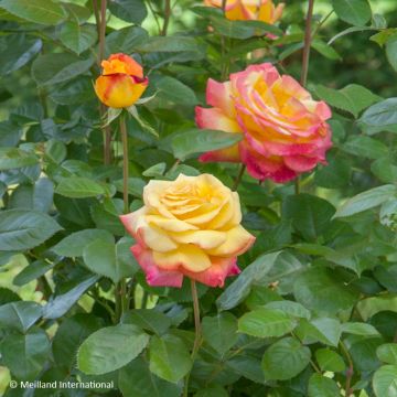 Rosa rampicante Oriental Peace