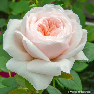Rosa rampicante Sabrina