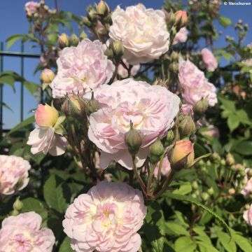 Rosa rampicante Siluetta Romantic