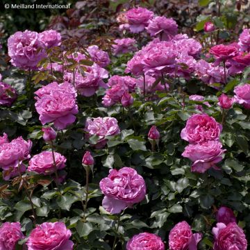 Rosa rampicante Yves Piaget