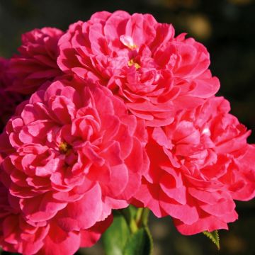 Rosa tappezzante Lilliputs Roxy