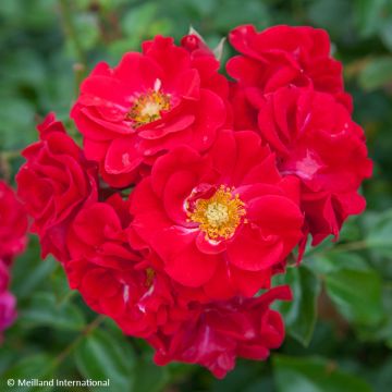 Rosa tappezzante Hello