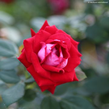 Rosa Street Colors Belle de Grasse 'Meibelitz'
