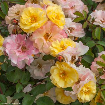 Rosa Street Colors Rêve de Paris 'Meilowmye'