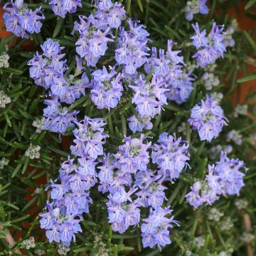 Rosmarinus officinalis Corsican Blue - Rosmarino