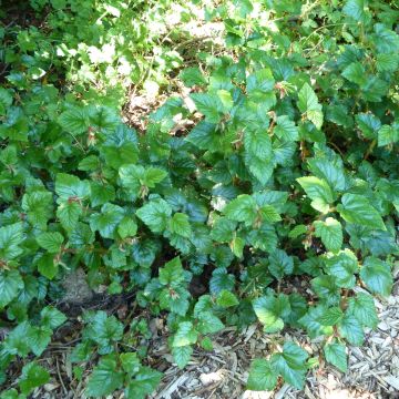 Rubus tricolor Betty Ashburner - Rovo ornamentale