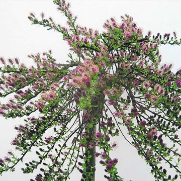 Salix arctica Yalta