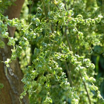 Salix babylonica Crispa - Salice piangente