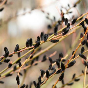 Salix gracilistyla Melanostachys