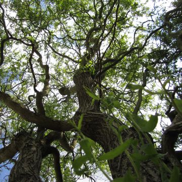 Salix matsudana Tortuosa - Salice piangente