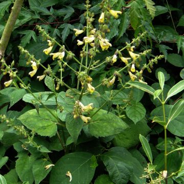 Salvia omeiana