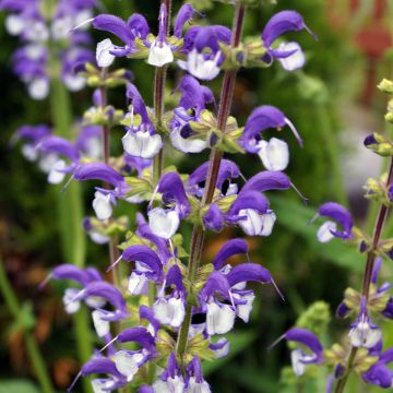 Salvia pratensis Madeline - Salvia dei prati