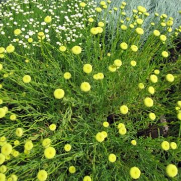 Santolina viridis - Erba oliva
