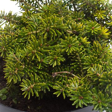 Abete coreano Brillant - Abies koreana