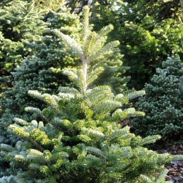 Abete coreano Samling - Abies koreana