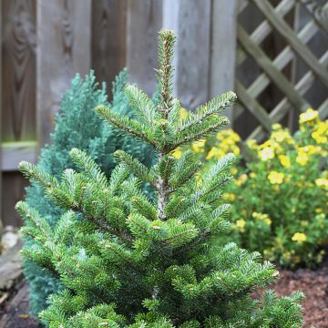 Abete coreano Molli - Abies koreana