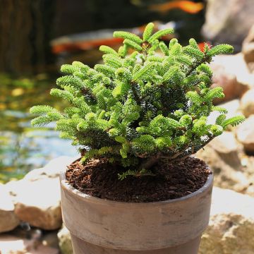 Abete coreano Oberon - Abies koreana