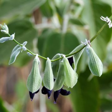 Salvia discolor - Salvia peruviana