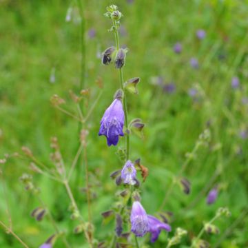 Salvia przewalskii - Salvia cinese