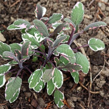 Salvia officinalis Tricolor - Salvia comune