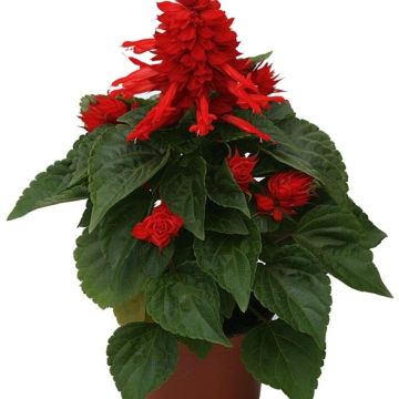 Salvia splendens Carambita - Salvia rossa