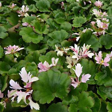 Saxifraga cortusifolia Cheap Confections - Sassifraga