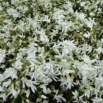 Saxifraga cortusifolia Shiranami - Sassifraga